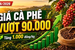 Giá cà phê hôm nay 27/6: Tăng mạnh, vượt mốc 90.000 đồng/kg