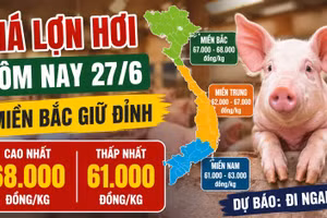 Giá lợn hơi hôm nay 27/6: Miền Bắc còn 4 nơi giữ đỉnh