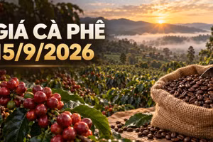 Giá cà phê hôm nay 15/9/2026 đi ngang, thị trường chờ tín hiệu mới