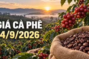 Giá cà phê hôm nay 14/9: Robusta và Arabica cùng giảm