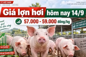 Giá lợn hơi hôm nay 14/9: Mốc 60.000 đồng/kg chưa trở lại