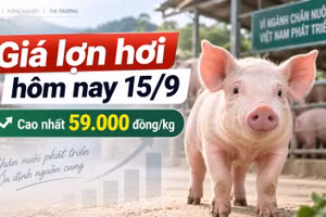 Giá lợn hơi hôm nay 15/9: 34 địa phương đồng loạt giữ giá