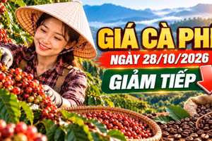 Giá cà phê hôm nay 28/10: Tây Nguyên giảm, thế giới đồng loạt đi xuống