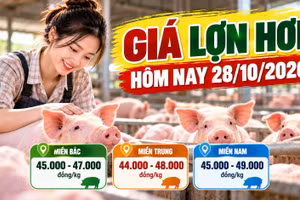 Giá lợn hơi hôm nay 28/10: Cả nước dao động 44.000 - 49.000 đồng/kg