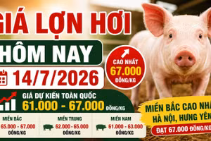 Giá lợn hơi hôm nay 14/7: Hà Nội lên 67.000 đồng/kg