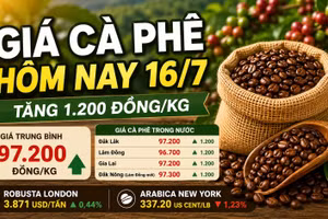 Giá cà phê hôm nay 16/7: Robusta tăng, Arabica giảm