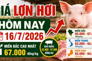 Giá lợn hơi hôm nay 16/7/2026: Miền Bắc tiếp tục giữ đỉnh 67.000 đồng/kg