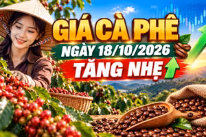 Giá cà phê hôm nay 18/10: Arabica bật hơn 3%, Tây Nguyên phục hồi