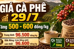 Giá cà phê hôm nay 29/7: Trong nước tăng 500-600 đồng/kg