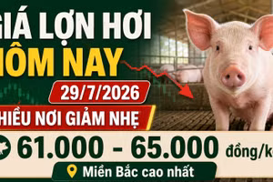 Giá lợn hơi hôm nay 29/7: Nhiều nơi giảm còn 61.000 đồng/kg