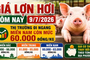 Giá lợn hơi hôm nay 9/7: Chưa có tín hiệu tăng mạnh