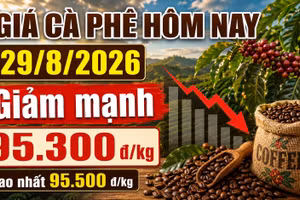 Giá cà phê hôm nay 29/8 giảm thêm 1.000 đồng/kg, Robusta tiếp tục đi xuống