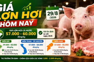 Giá lợn hơi hôm nay 29/8: 34 địa phương cùng giữ giá