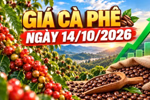 Giá cà phê hôm nay 14/10: Trong nước và Robusta, Arabica cùng tăng