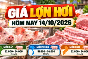 Giá lợn hơi hôm nay 14/10: Thị trường dao động 51.000 - 54.000 đồng/kg