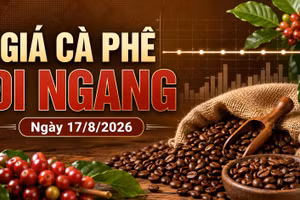 Giá cà phê hôm nay 17/8 ngừng giảm, Robusta và Arabica chờ tín hiệu mới