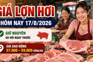 Giá lợn hơi hôm nay 17/8/2026: Cả ba miền đồng loạt đi ngang