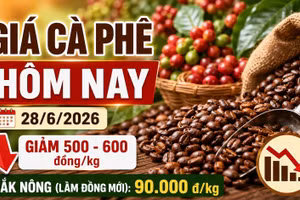 Giá cà phê hôm nay 28/6: Giảm sau khi vượt 90.000 đồng/kg
