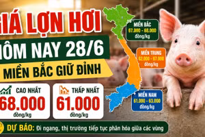 Giá lợn hơi hôm nay 28/6: Miền Bắc giữ đỉnh 68.000 đồng/kg