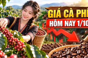 Giá cà phê hôm nay 1/10/2026: Tây Nguyên giảm, Robusta đi xuống