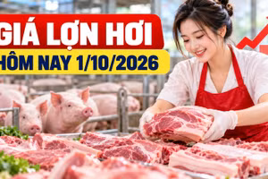 Giá lợn hơi hôm nay 1/10: Miền Bắc và miền Trung cao nhất 57.000 đồng/kg