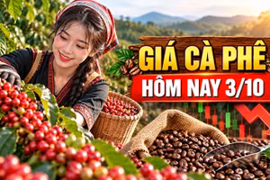Giá cà phê hôm nay 3/10: Giảm 800 đồng/kg, Robusta và Arabica phân hóa
