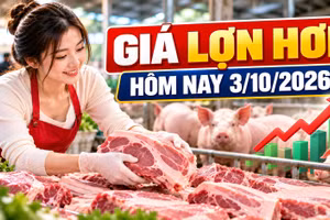 Giá lợn hơi hôm nay 3/10/2026: Nhiều nơi về mức 55.000 đồng/kg