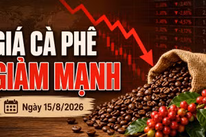 Giá cà phê hôm nay 15/8/2026 lao dốc 1.500 đồng/kg, Robusta giảm tiếp