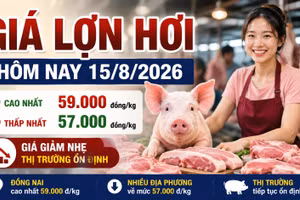 Giá lợn hơi hôm nay 15/8: Một nửa địa phương còn 57.000 đồng/kg
