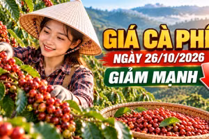 Giá cà phê hôm nay 26/10/2026: Giảm sâu, thị trường chờ tín hiệu đầu tuần