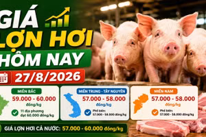 Giá lợn hơi hôm nay 27/8: Cả nước giữ mức 57.000–60.000 đồng/kg