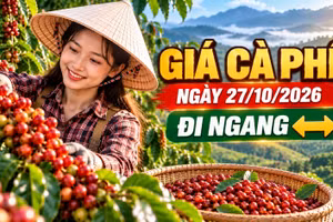 Giá cà phê hôm nay 27/10/2026: Đi ngang dưới mốc 90.000 đồng/kg