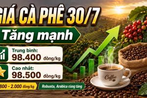 Giá cà phê hôm nay 30/7: Tăng sát mốc 100.000 đồng/kg