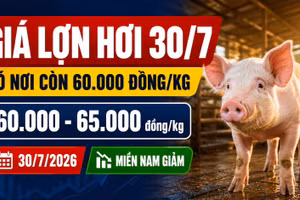 Giá lợn hơi hôm nay 30/7: Có nơi còn 60.000 đồng/kg