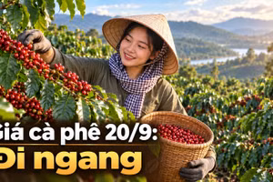 Giá cà phê hôm nay 20/9: Trong nước ổn định, Robusta thế giới phục hồi