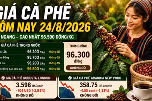 Giá cà phê hôm nay 24/8 chưa phục hồi, Robusta vẫn dưới 3.600 USD/tấn