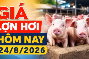 Giá lợn hơi hôm nay 24/8/2026: Chỉ còn 3 địa phương ở mức 56.000 đồng/kg