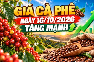 Giá cà phê hôm nay 16/10: Arabica tăng gần 2%, Tây Nguyên khởi sắc