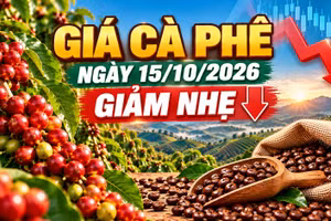 Giá cà phê hôm nay 15/10/2026: Đồng loạt giảm 200 đồng/kg
