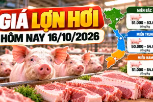 Giá lợn hơi hôm nay 16/10: Thị trường dao động 50.000 - 54.000 đồng/kg