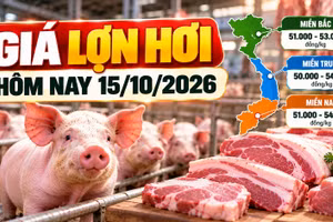 Giá lợn hơi hôm nay 15/10/2026: Thấp nhất 50.000 đồng/kg