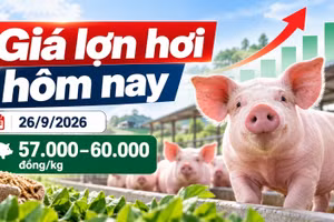 Giá lợn hơi hôm nay 26/9: Hai địa phương duy trì mốc 60.000 đồng/kg
