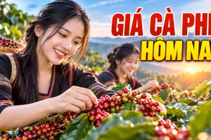 Giá cà phê hôm nay 26/9/2026: Giảm nhẹ, cao nhất 92.700 đồng/kg