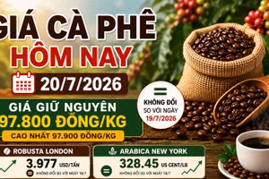 Giá cà phê hôm nay 20/7: Robusta và Arabica chưa biến động