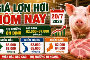 Giá lợn hơi hôm nay 20/7: Thị trường ba miền tiếp tục đi ngang