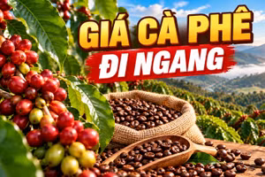 Giá cà phê hôm nay 13/10/2026: Thị trường ổn định, chờ tín hiệu mới