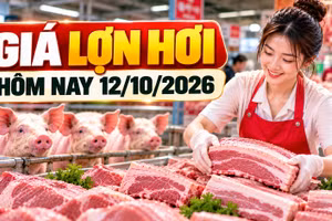 Giá lợn hơi hôm nay 12/10/2026: Nghệ An, Hà Tĩnh thấp nhất cả nước