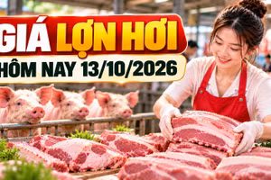 Giá lợn hơi hôm nay 13/10: Nhiều địa phương giữ mức 53.000 đồng/kg