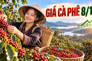 Giá cà phê hôm nay 8/10/2026: Tăng trở lại, cao nhất 94.400 đồng/kg