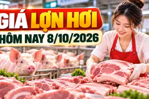 Giá lợn hơi hôm nay 8/10/2026: Nhiều địa phương ở mức 54.000 đồng/kg